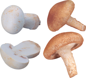 Mushroom PNG image-3202